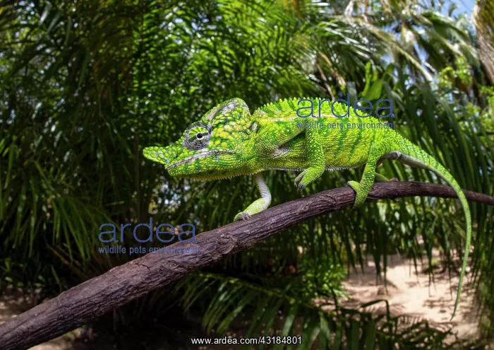: Chameleon male (Furcifer voeltzkowi), rediscovered : Chameleon male (Furcifer voeltzkowi), rediscovered
