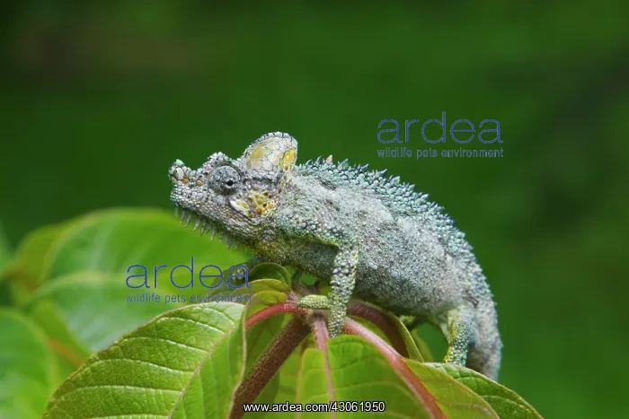 : Chameleon, Nakuru, Kenya : Chameleon, Nakuru, Kenya