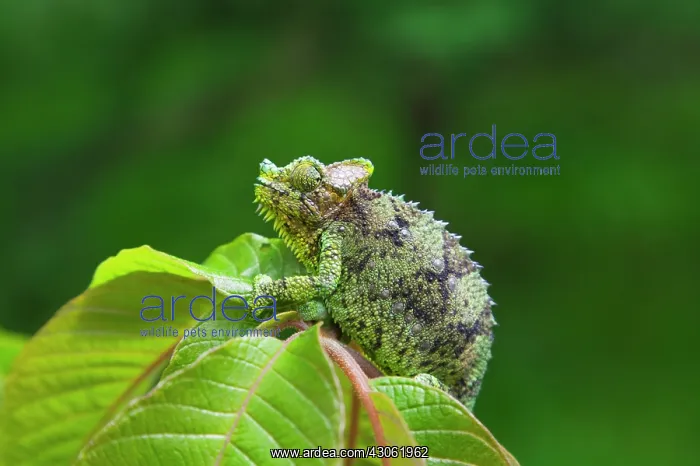 : Chameleon, Nakuru, Kenya : Chameleon, Nakuru, Kenya