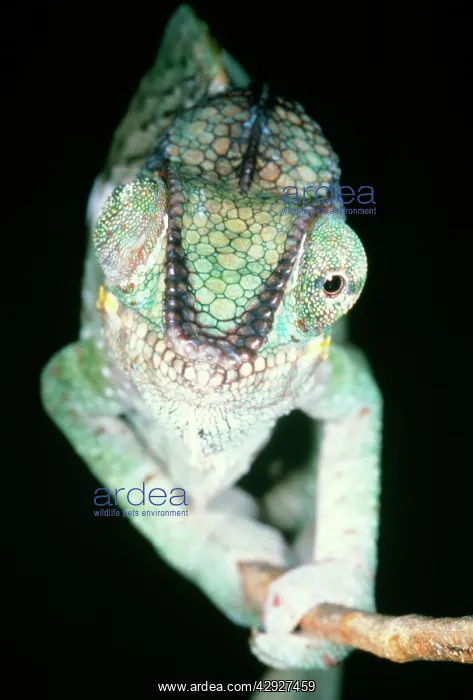 : Chameleon - showing eyes swiveling : Chameleon - showing eyes swiveling