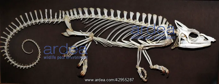 : Chameleon - skeleton : Chameleon - skeleton