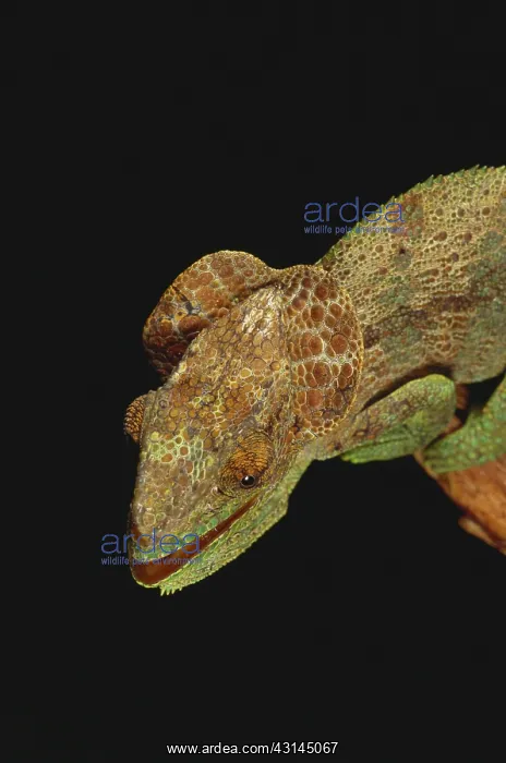 : Chameleon on tree stump : Chameleon on tree stump