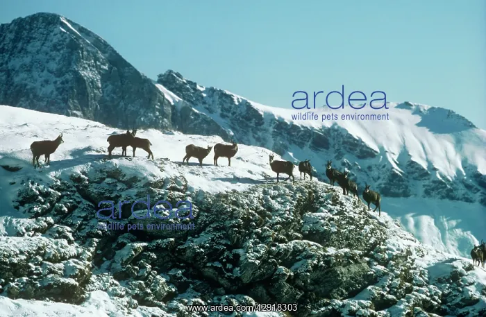: Chamois (Rupicapra rupicapra). Gran Paradiso National Park Italy : Chamois (Rupicapra rupicapra). Gran Paradiso National Park Italy