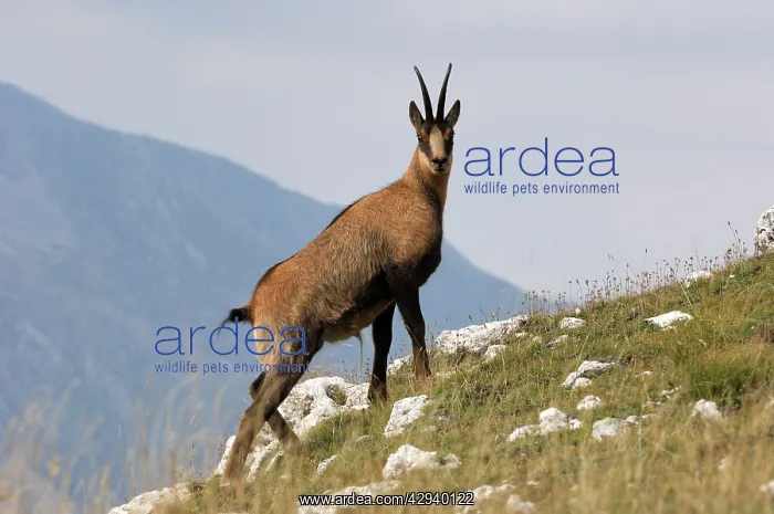 : Chamois (Rupicapra pyrenaica ornata). Abruzzo National park, Italy : Chamois (Rupicapra pyrenaica ornata). Abruzzo National park, Italy