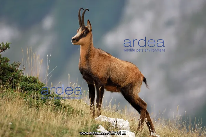 : Chamois (Rupicapra pyrenaica ornata). Abruzzo National park, Italy : Chamois (Rupicapra pyrenaica ornata). Abruzzo National park, Italy