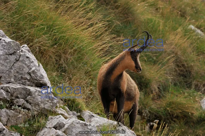 : Chamois (Rupicapra pyrenaica ornata). Abruzzo National park, Italy : Chamois (Rupicapra pyrenaica ornata). Abruzzo National park, Italy