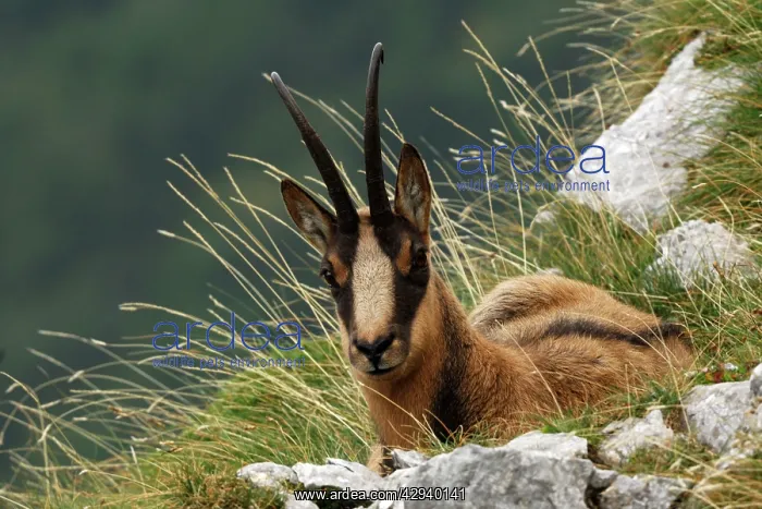 : Chamois (Rupicapra pyrenaica ornata). Abruzzo National park, Italy : Chamois (Rupicapra pyrenaica ornata). Abruzzo National park, Italy