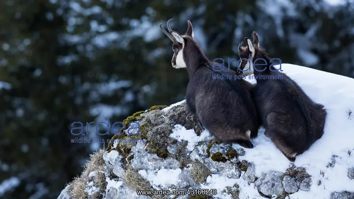  : Chamois. Alpine Chamois (Rupicapra rupicapra) juveniles sitting at the
