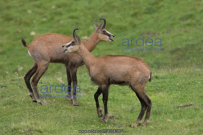 : Chamois - two adults facing - Austria : Chamois - two adults facing - Austria