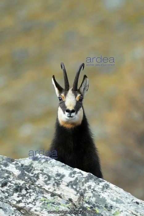 : Chamois - buck : Chamois - buck