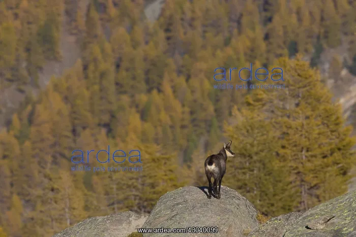  : Chamois - buck in autumn - Italy