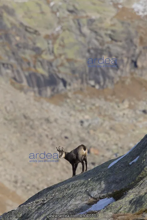  : Chamois - buck in autumn - Italy