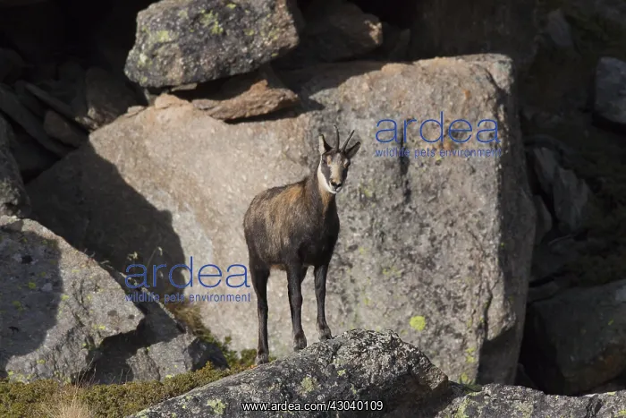  : Chamois - buck in autumn - Italy