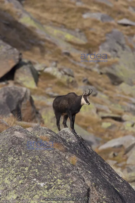  : Chamois - buck in autumn - Italy