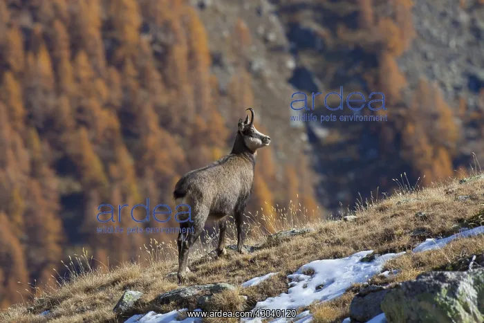  : Chamois - buck in autumn - Italy