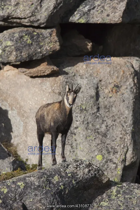 : Chamois - buck in autumn - Italy