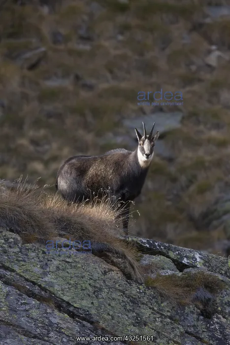  : Chamois - buck in autumn - Italy