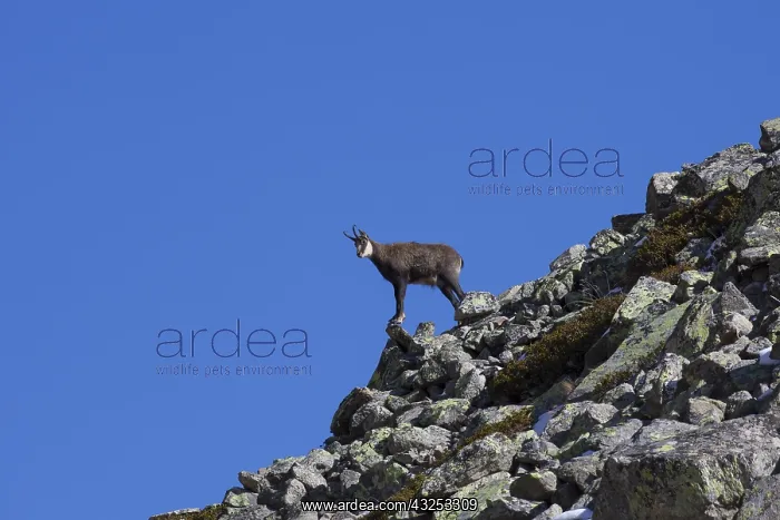  : Chamois - buck in autumn - Italy