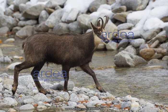 : Chamois - buck crossing creek - Italien : Chamois - buck crossing creek - Italien