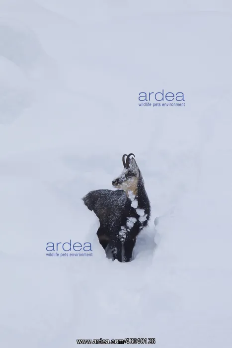  : Chamois - buck in deep snow - Italy