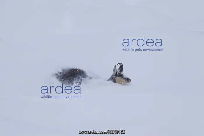  : Chamois - buck in deep snow - Italy