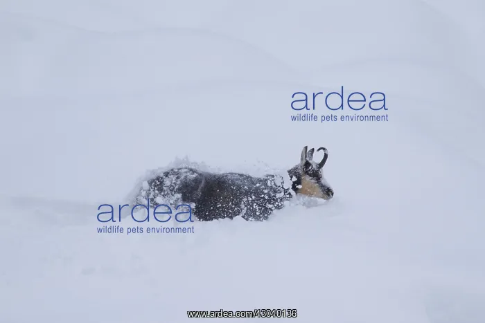  : Chamois - buck in deep snow - Italy