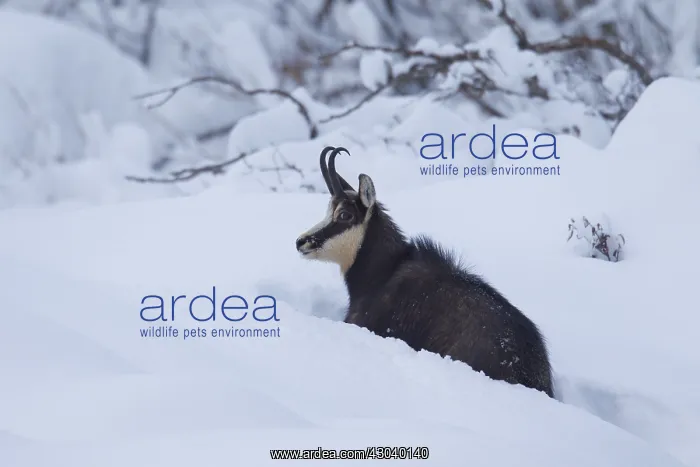  : Chamois - buck in deep snow - Italy