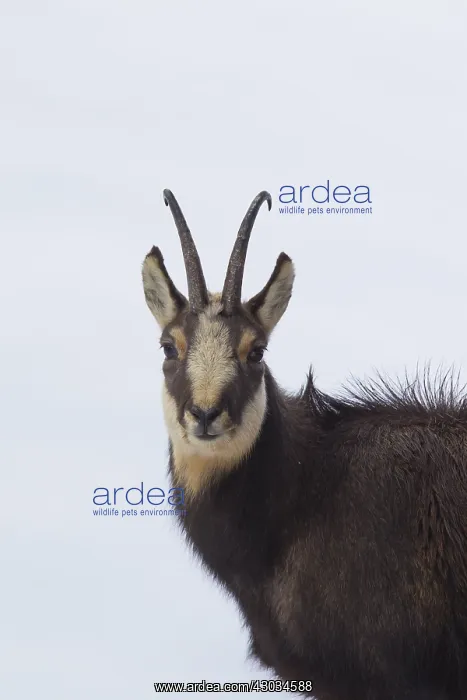  : Chamois - buck portrait in winter - Italy