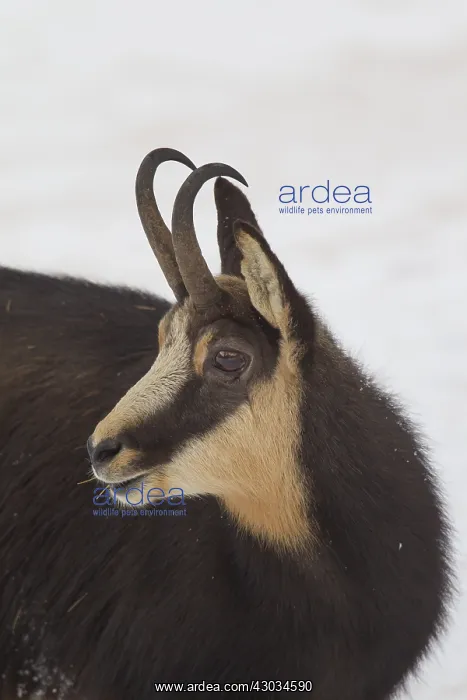  : Chamois - buck portrait in winter - Italy