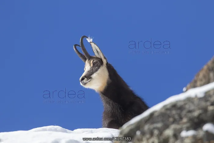 : Chamois - buck in snow - Italy : Chamois - buck in snow - Italy
