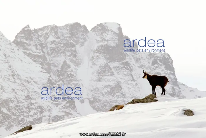 : Chamois - buck on snowy mountaintop : Chamois - buck on snowy mountaintop