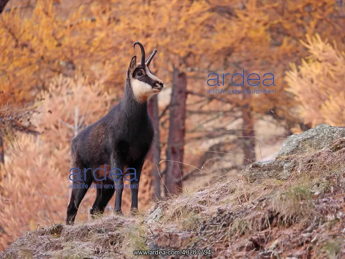 : Chamois-buck standing in autumn colored larcktree : Chamois-buck standing in autumn colored larcktree