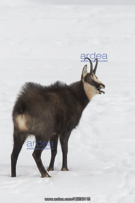 : Chamois buck winter : Chamois buck winter