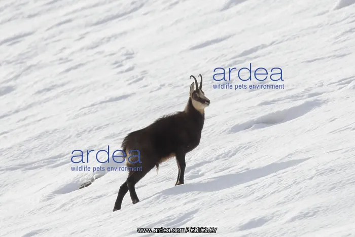 : Chamois buck winter : Chamois buck winter