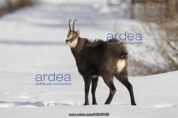  : Chamois - buck in winter - Italy