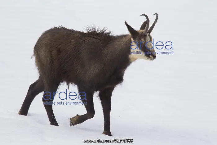  : Chamois - buck in winter - Italy