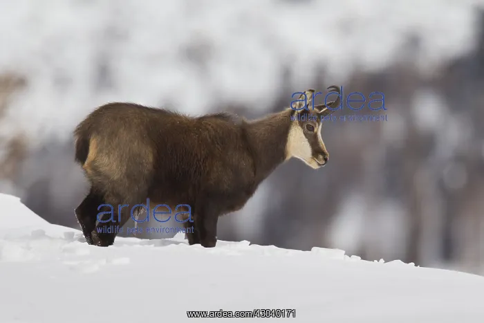  : Chamois - buck in winter - Italy