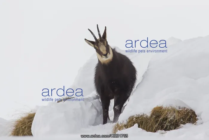  : Chamois - buck in winter - Italy