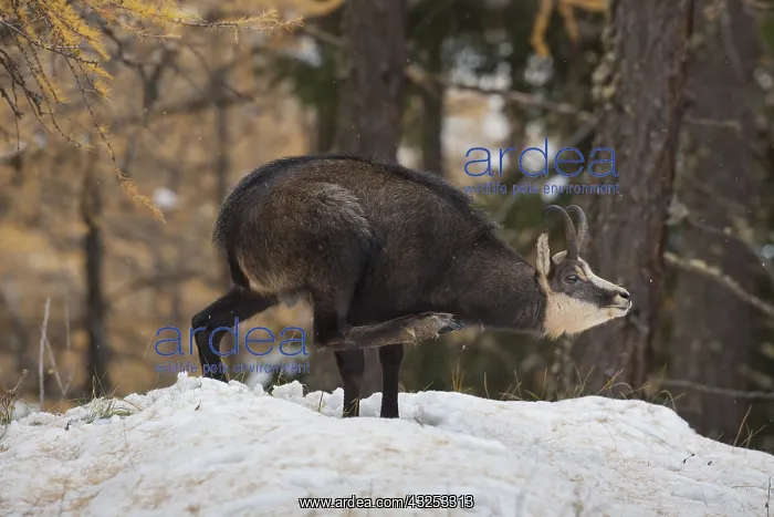  : Chamois - buck in winter - Italy