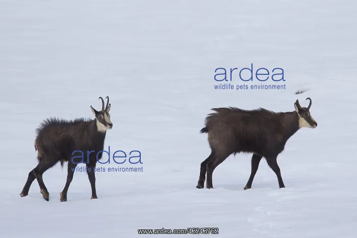 : Chamois - two bucks impress each other - Italy : Chamois - two bucks impress each other - Italy