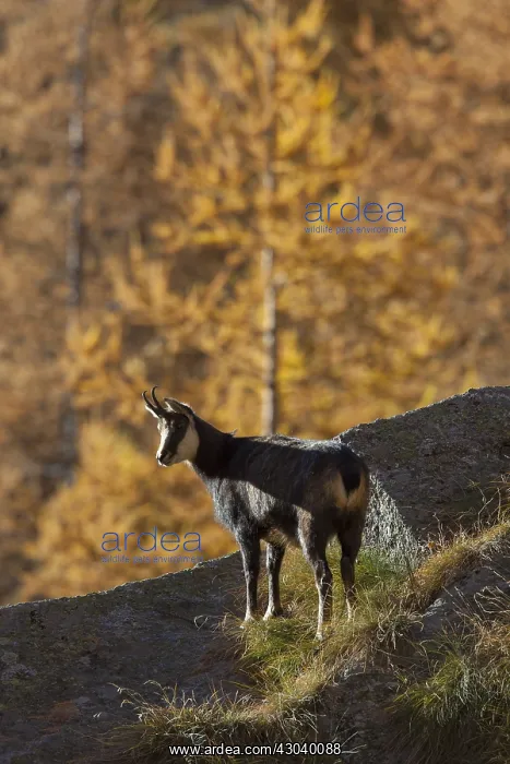  : Chamois - female in autumn - Italy