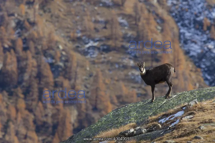  : Chamois - female in autumn - Italy
