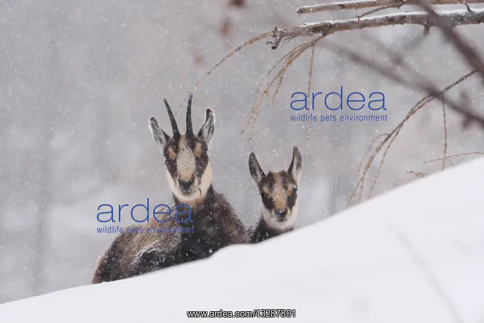 : Chamois-female and kid lying on a snow hill with : Chamois-female and kid lying on a snow hill with
