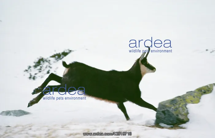  : CHAMOIS - female running through snow