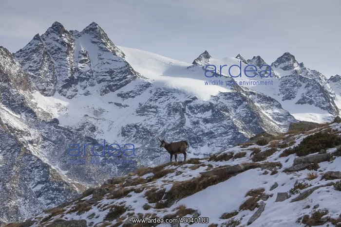  : Chamois - female in winter - Italy
