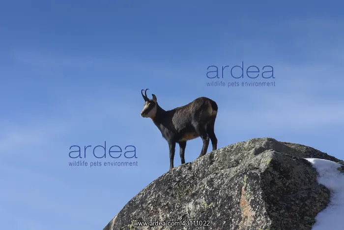 : Chamois - female in winter - Italy