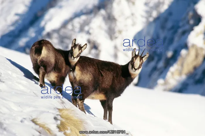  : Chamois - Female and young in snow on mountainsideWinter