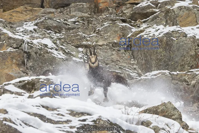 : Chamois fight : Chamois fight