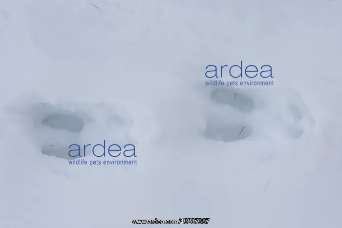 : Chamois - footprint in snow - Italy : Chamois - footprint in snow - Italy