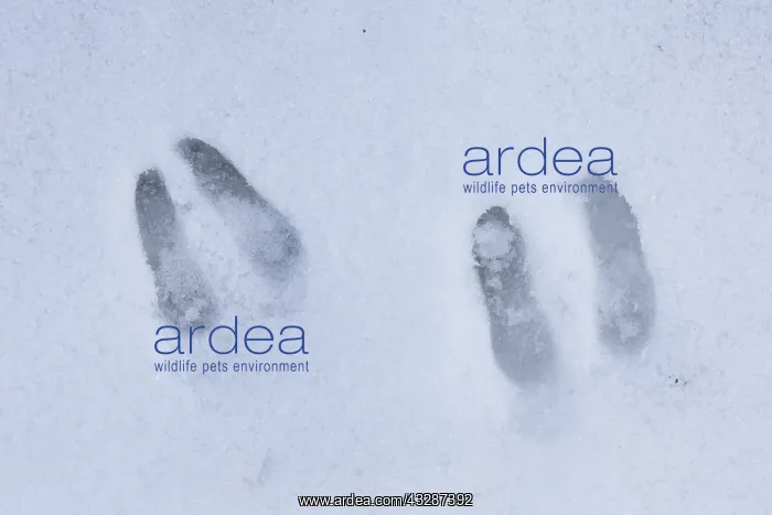  : Chamois - footprint in snow - Italy